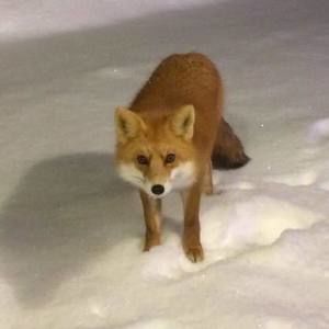 Meet your Posher, Josée